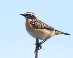 Attēlu rezultāti vaicājumam “Saxicola rubetra adult”