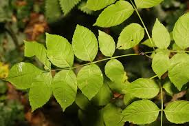 Attēlu rezultāti vaicājumam “Fraxinus excelsior”