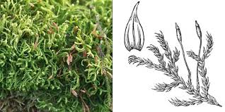 Attēlu rezultāti vaicājumam “Leskea polycarpa”