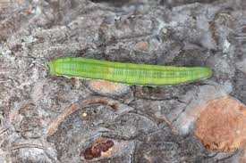 Attēlu rezultāti vaicājumam “Gilpinia”