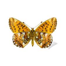 Attēlu rezultāti vaicājumam “Boloria aquilonaris”