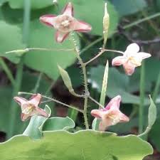 Attēlu rezultāti vaicājumam “Epimedium alpinum  flower”