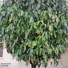 Attēlu rezultāti vaicājumam “Clusiaceae”