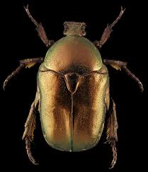 Attēlu rezultāti vaicājumam “Potosia cuprea”