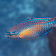 Image result for Scarus taeniopterus