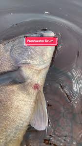 Image result for Aplodinotus grunniens