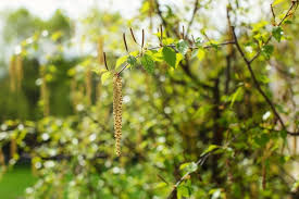 Attēlu rezultāti vaicājumam “Betula pubescens flower”
