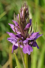 Attēlu rezultāti vaicājumam “Dactylorhiza traunsteineri”
