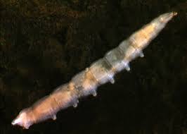 Attēlu rezultāti vaicājumam “Empididae”