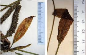 Attēlu rezultāti vaicājumam “Potamogeton lucens leaf”