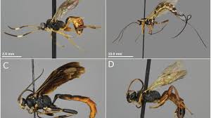 Attēlu rezultāti vaicājumam “Ichneumonidae imago”