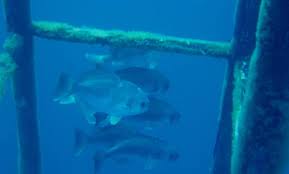 Image result for Schedophilus ovalis