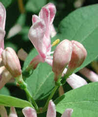 Attēlu rezultāti vaicājumam “Lonicera tatarica bud”