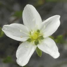 Attēlu rezultāti vaicājumam “Sagina nodosa flower”