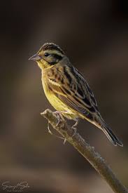 Image result for Emberiza aureola