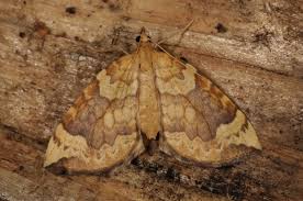 Attēlu rezultāti vaicājumam “Eulithis populata”