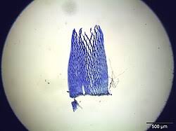 Attēlu rezultāti vaicājumam “Sphagnum riparium”