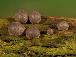 Attēlu rezultāti vaicājumam “Lycogala succineum sessile”