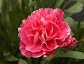 Carnations - Facts, Types, Plant Growing and Caring Tips