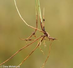 Attēlu rezultāti vaicājumam “Carex dioica”