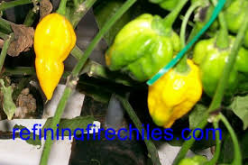 Afbeeldingsresultaat voor yellow fratali hot pepper