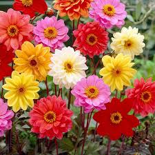 Image result for Dahlia `Red Skin`