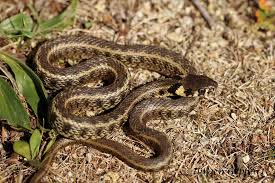 Attēlu rezultāti vaicājumam “Natrix natrix”