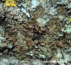 Attēlu rezultāti vaicājumam “Melanohalea exasperata”