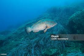 Image result for Epinephelus marginatus