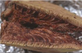 Attēlu rezultāti vaicājumam “Fistulina hepatica”