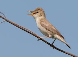 Image result for Hippolais pallida