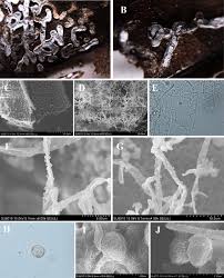 Attēlu rezultāti vaicājumam “Diderma chondrioderma sessile”