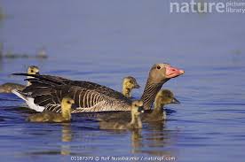 Attēlu rezultāti vaicājumam “Anser anser adult”