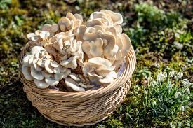 Attēlu rezultāti vaicājumam “Hypsizygus ulmarius”