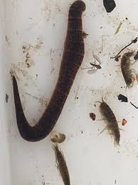 Attēlu rezultāti vaicājumam “Haemopis sanguisuga”