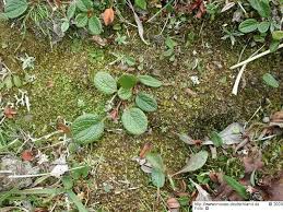 Attēlu rezultāti vaicājumam “Scapania mucronata”