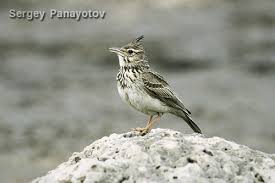 Attēlu rezultāti vaicājumam “Galerida cristata adult”