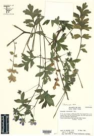 Attēlu rezultāti vaicājumam “Hydrophyllaceae”