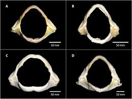 Image result for Ginglymostoma unami