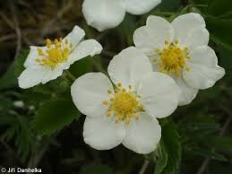 Attēlu rezultāti vaicājumam “Fragaria viridis”