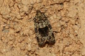 Attēlu rezultāti vaicājumam “Dichelia histrionana”