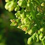 Attēlu rezultāti vaicājumam “Rumex confertus fruit”