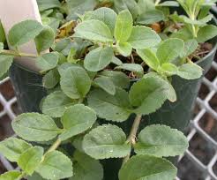 Image result for Veronica officinalis