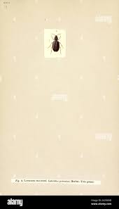 Attēlu rezultāti vaicājumam “Latridiidae”