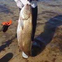 Image result for Argyrosomus regius