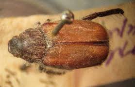 Attēlu rezultāti vaicājumam “Hoplia parvula”