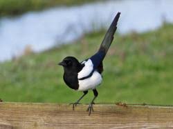 Attēlu rezultāti vaicājumam “Pica pica adult”