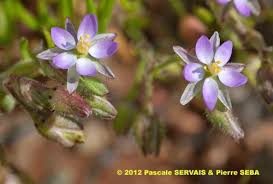 Attēlu rezultāti vaicājumam “Spergularia marina”