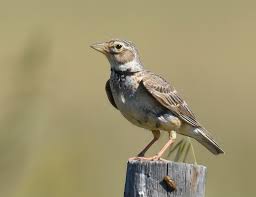 Image result for Melanocorypha calandra