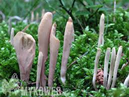 Attēlu rezultāti vaicājumam “Clavariadelphus ligula”